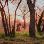 South African Cheetahs Rewilded in Mozambique’s Panyame Conservancy