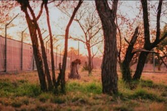 South African Cheetahs Rewilded in Mozambique’s Panyame Conservancy