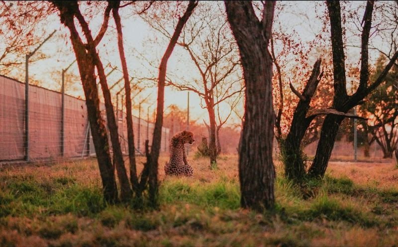 South African Cheetahs Rewilded in Mozambique’s Panyame Conservancy