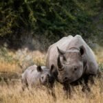 Safari Season