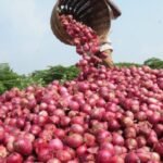 oNIONS